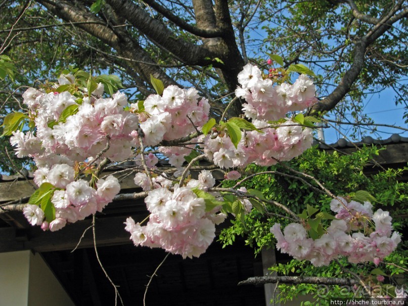 "Один раз в год сады цветут"... Цветущие сакуры Гифу