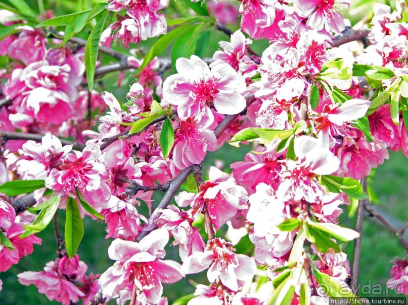 "Один раз в год сады цветут"... Цветущие сакуры Гифу