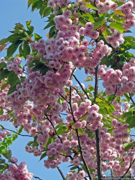 "Один раз в год сады цветут"... Цветущие сакуры Гифу