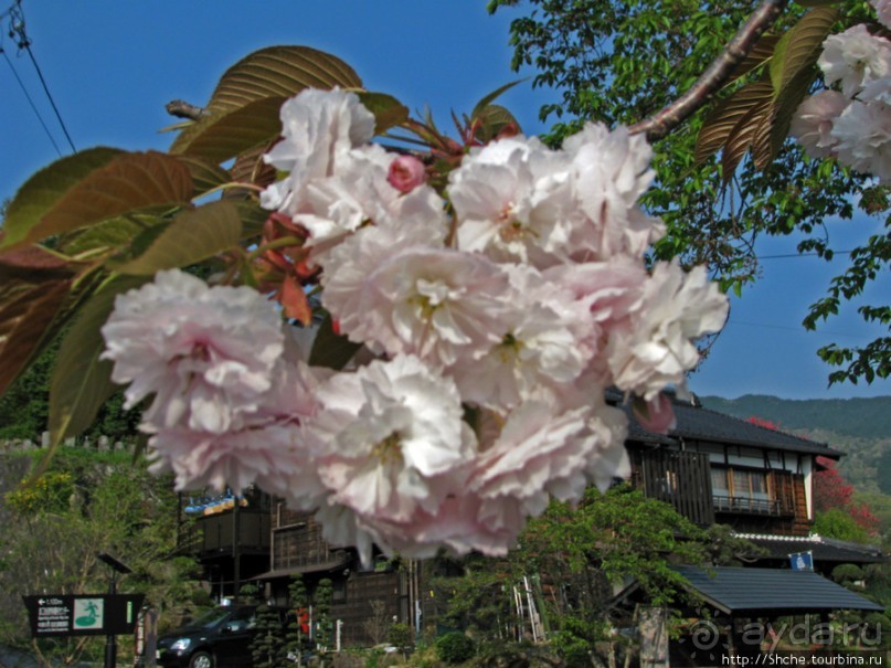 "Один раз в год сады цветут"... Цветущие сакуры Гифу