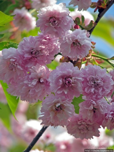 "Один раз в год сады цветут"... Цветущие сакуры Гифу