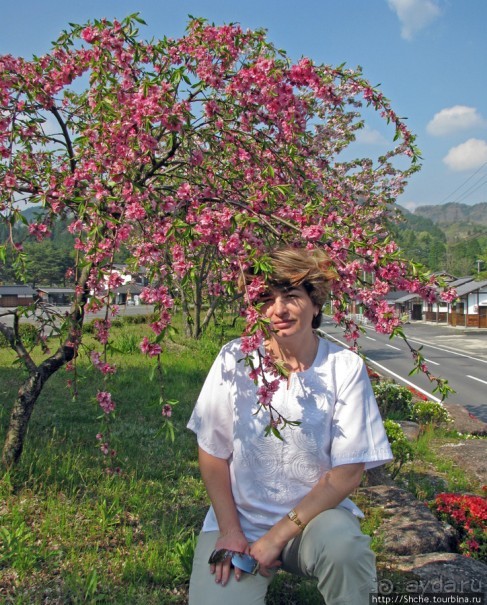 "Один раз в год сады цветут"... Цветущие сакуры Гифу