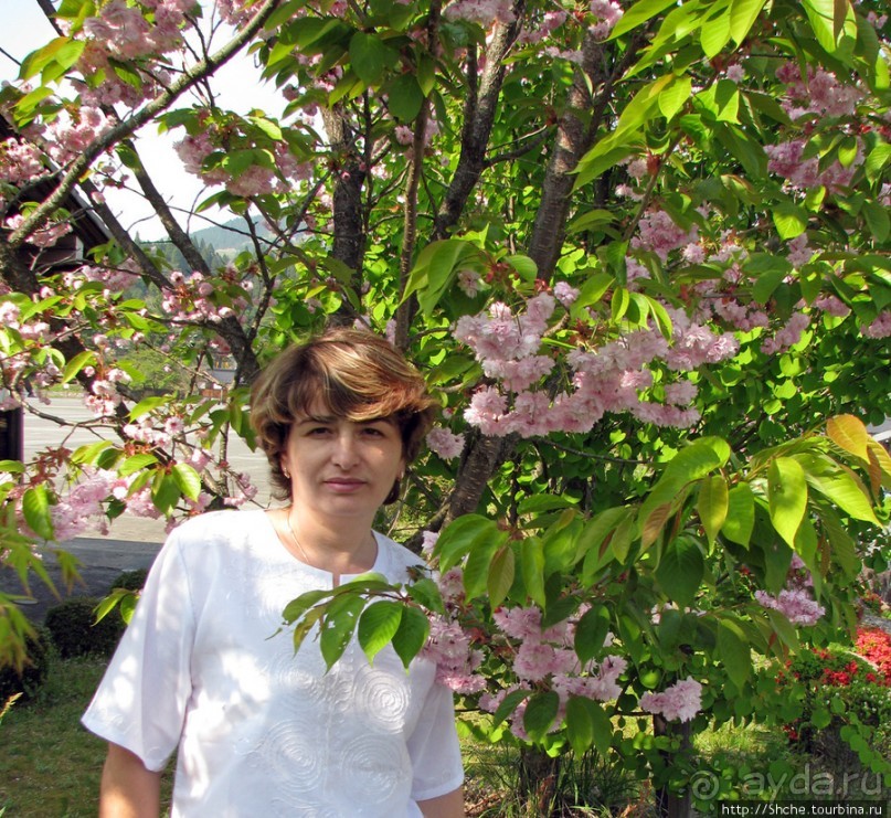 "Один раз в год сады цветут"... Цветущие сакуры Гифу