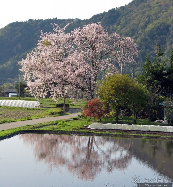"Один раз в год сады цветут"... Цветущие сакуры Гифу