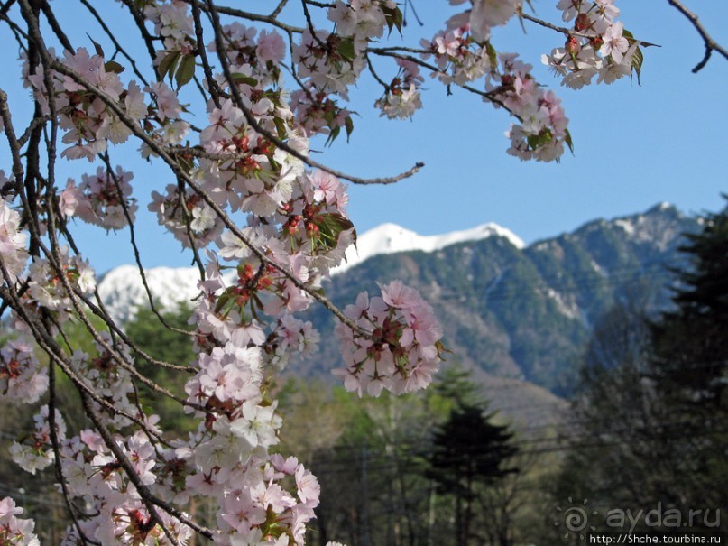 "Один раз в год сады цветут"... Цветущие сакуры Гифу