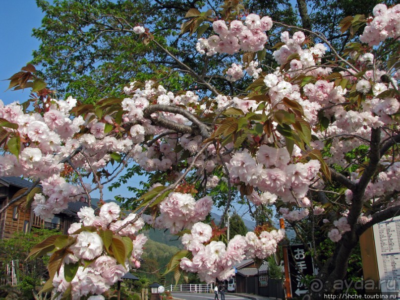 "Один раз в год сады цветут"... Цветущие сакуры Гифу