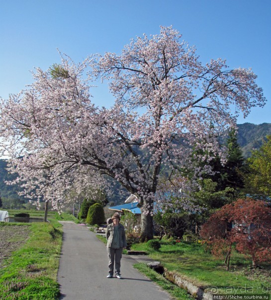"Один раз в год сады цветут"... Цветущие сакуры Гифу