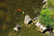 Прогулка по аллеям Ботанического сада Гибралтара