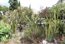 Прогулка по аллеям Ботанического сада Гибралтара