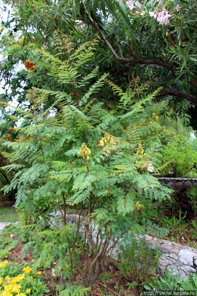 Прогулка по аллеям Ботанического сада Гибралтара