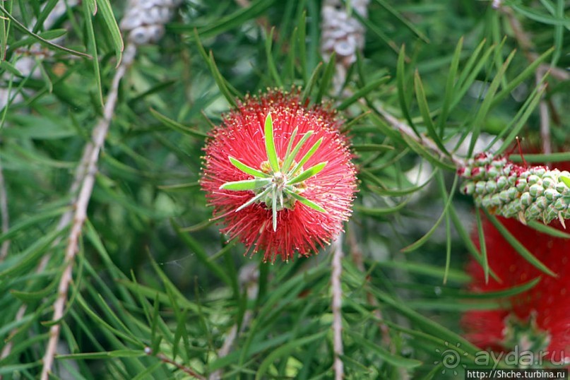 Прогулка по аллеям Ботанического сада Гибралтара
