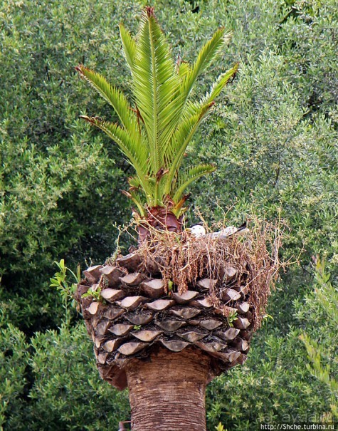 Прогулка по аллеям Ботанического сада Гибралтара