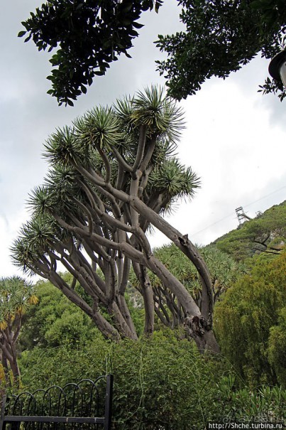 Прогулка по аллеям Ботанического сада Гибралтара