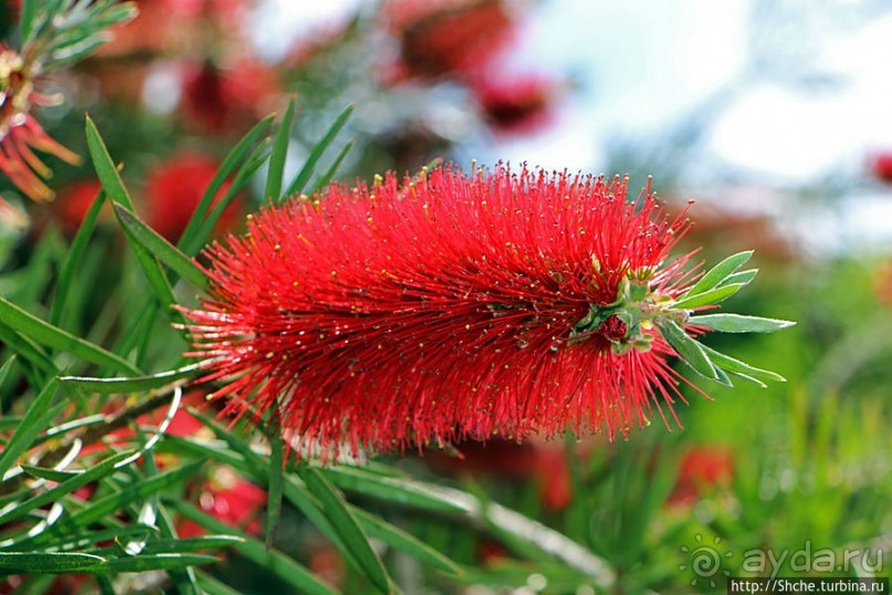 Прогулка по аллеям Ботанического сада Гибралтара