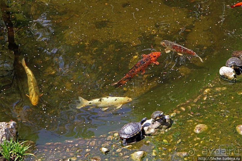 Прогулка по аллеям Ботанического сада Гибралтара