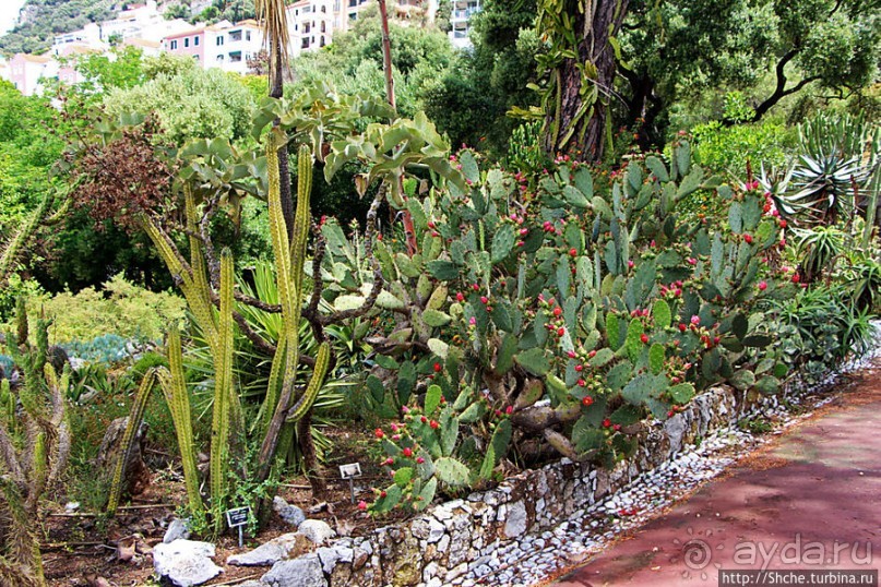 Прогулка по аллеям Ботанического сада Гибралтара