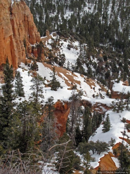 Bridge Canyon — здесь на скалах растут деревья