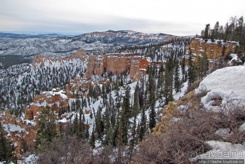 Bridge Canyon — здесь на скалах растут деревья