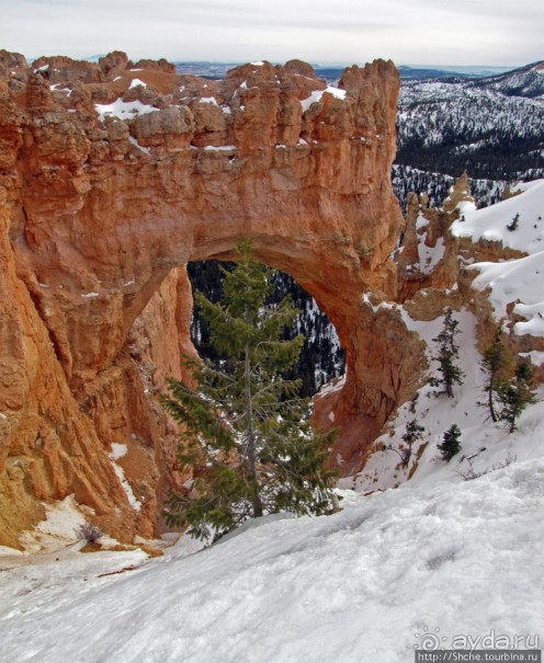 Bridge Canyon — здесь на скалах растут деревья
