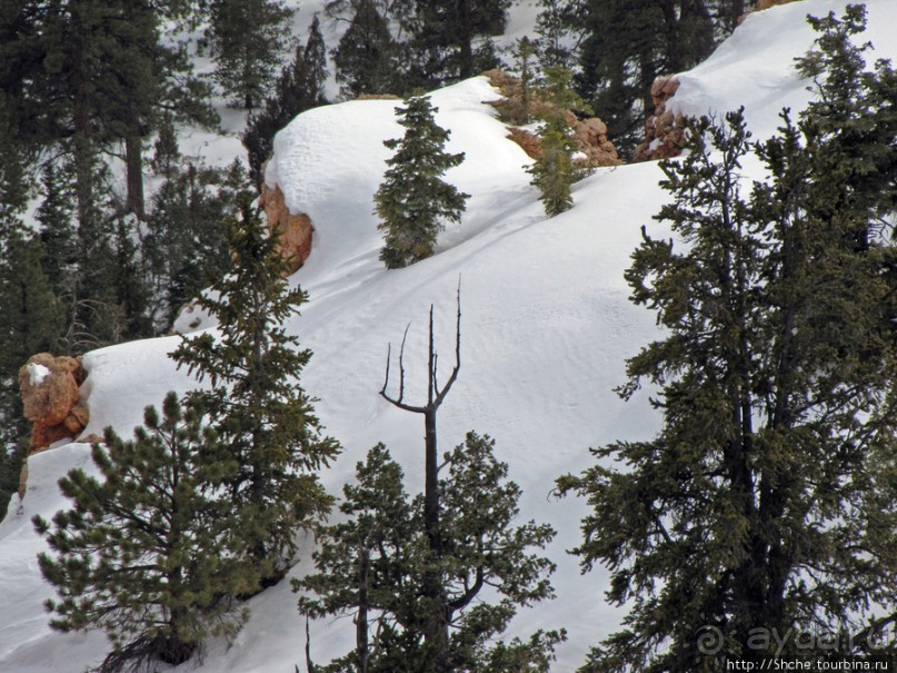 Bridge Canyon — здесь на скалах растут деревья
