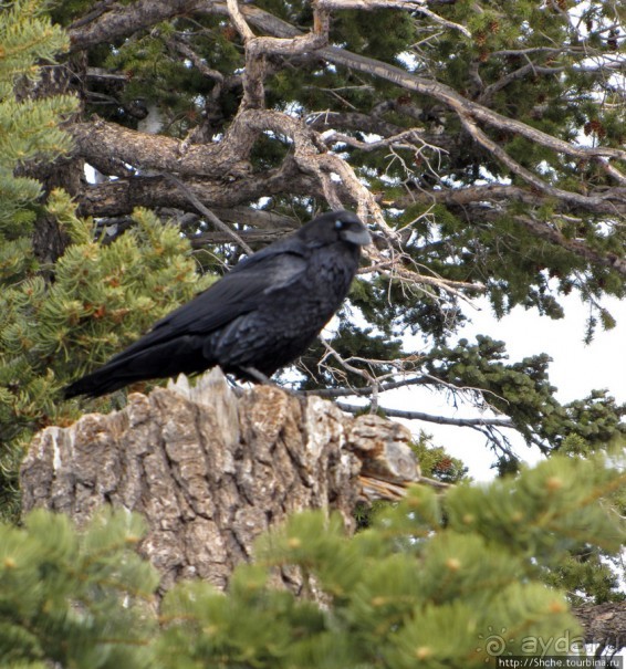 Bridge Canyon — здесь на скалах растут деревья