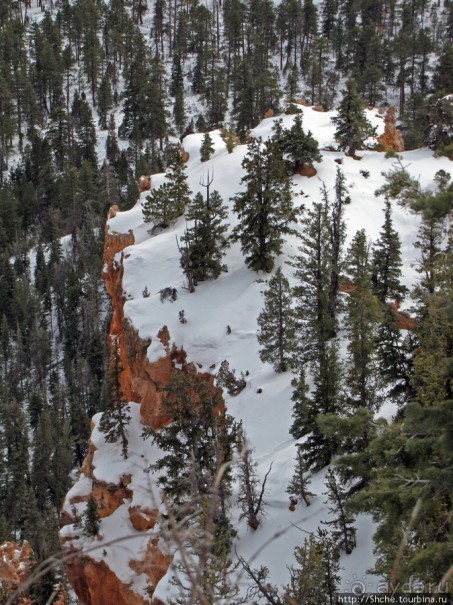 Bridge Canyon — здесь на скалах растут деревья