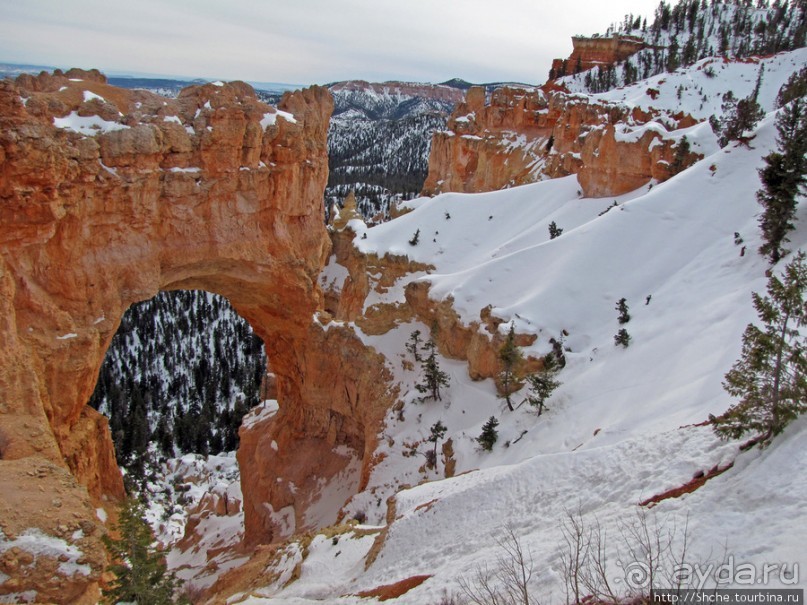 Bridge Canyon — здесь на скалах растут деревья