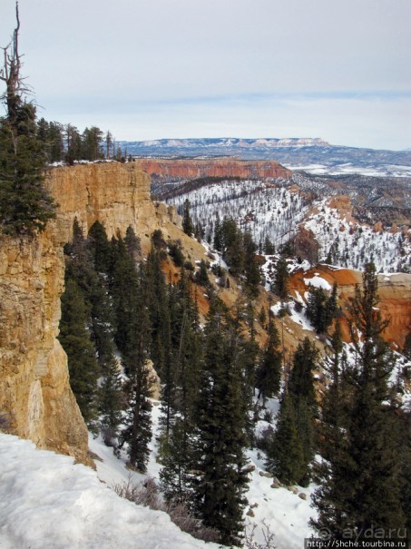 Bridge Canyon — здесь на скалах растут деревья