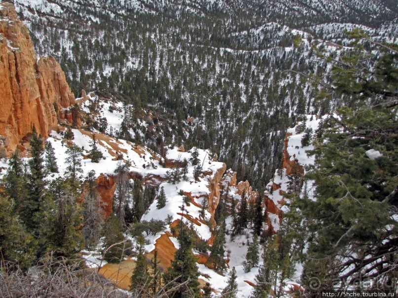 Bridge Canyon — здесь на скалах растут деревья