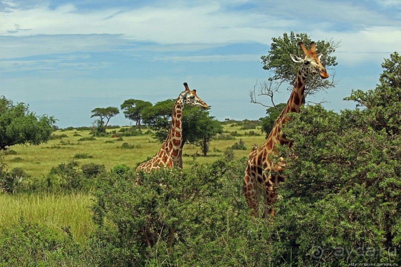 Большому сафари — большой фото-отчет