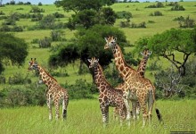 Большому сафари — большой фото-отчет