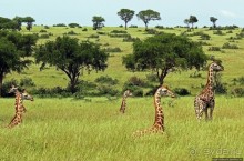 Большому сафари — большой фото-отчет