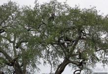 Большому сафари — большой фото-отчет