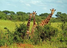 Большому сафари — большой фото-отчет