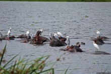 Большому сафари — большой фото-отчет