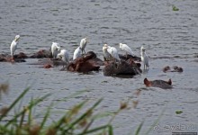 Большому сафари — большой фото-отчет