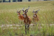 Большому сафари — большой фото-отчет