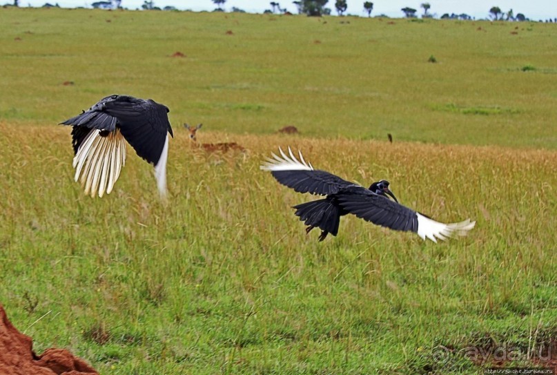 Большому сафари — большой фото-отчет