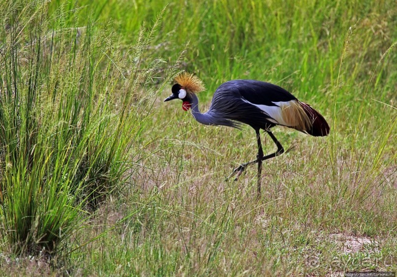 Большому сафари — большой фото-отчет