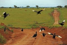 Большому сафари — большой фото-отчет