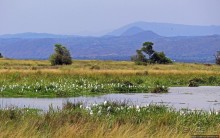 Большому сафари — большой фото-отчет