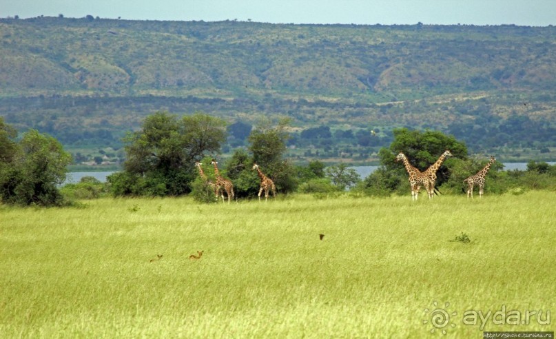 Большому сафари — большой фото-отчет