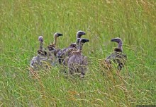 Большому сафари — большой фото-отчет