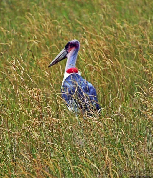 Большому сафари — большой фото-отчет