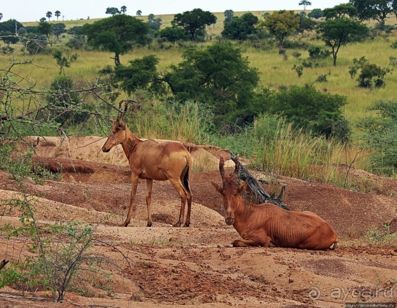 Большому сафари — большой фото-отчет