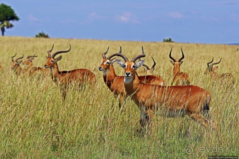 Большому сафари — большой фото-отчет