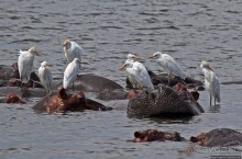 Большому сафари — большой фото-отчет