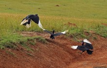 Большому сафари — большой фото-отчет
