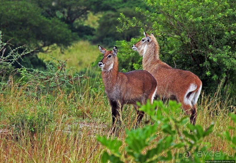Большому сафари — большой фото-отчет