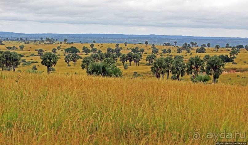 Большому сафари — большой фото-отчет